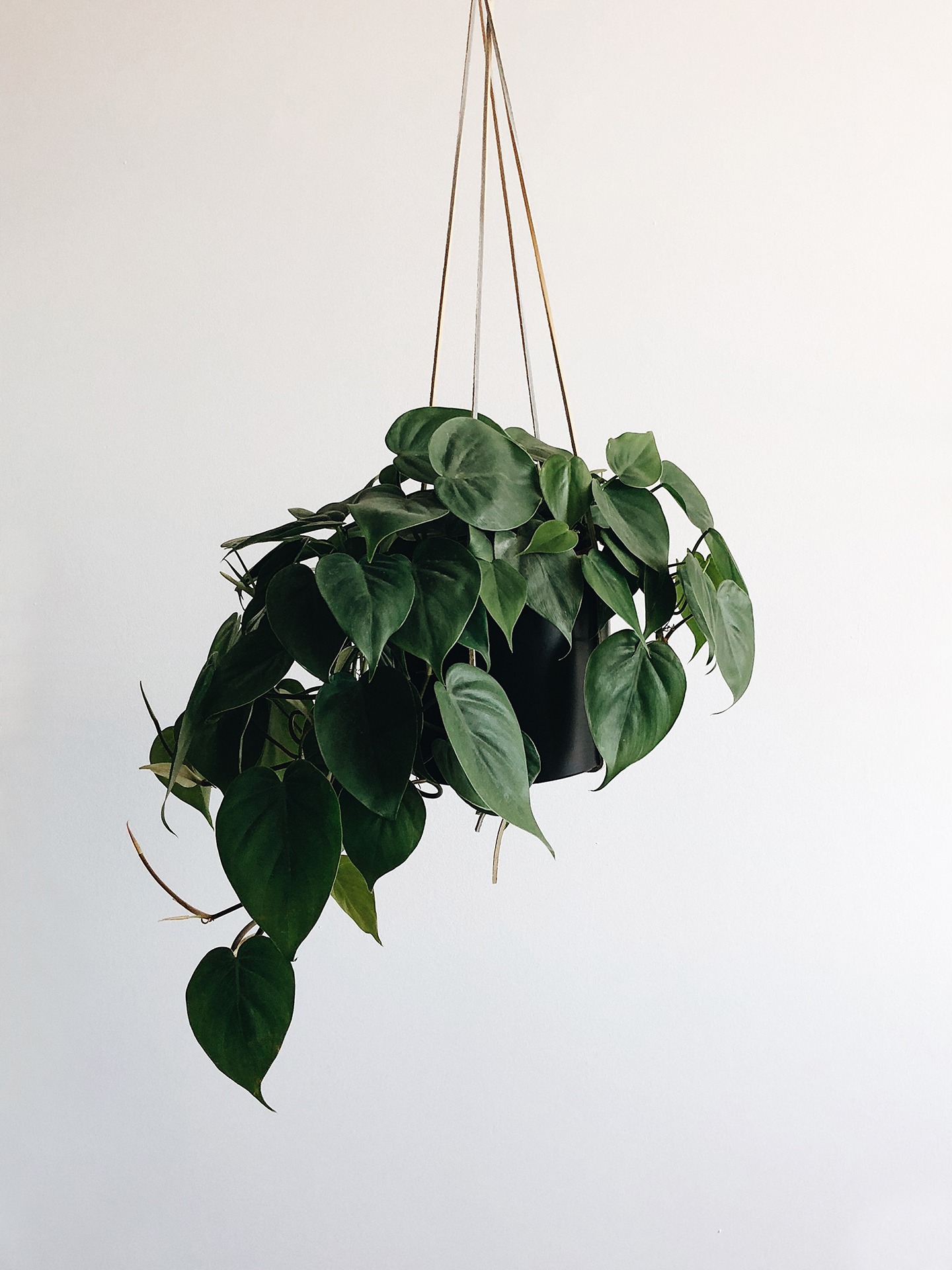 plant action is key