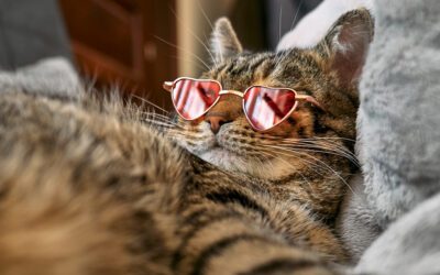 Pet Trusts. Estate Plan. Lessons Learned.