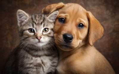 What is a Pet Trust?